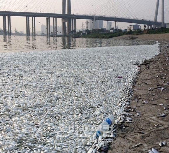 20일, 톈진 탕구(塘沽) 지역에서 발견된 물고기 떼죽음 현장.