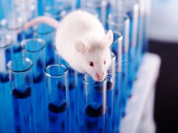 동물실험에 사용되는 실험 쥐 (출처: 바이두)